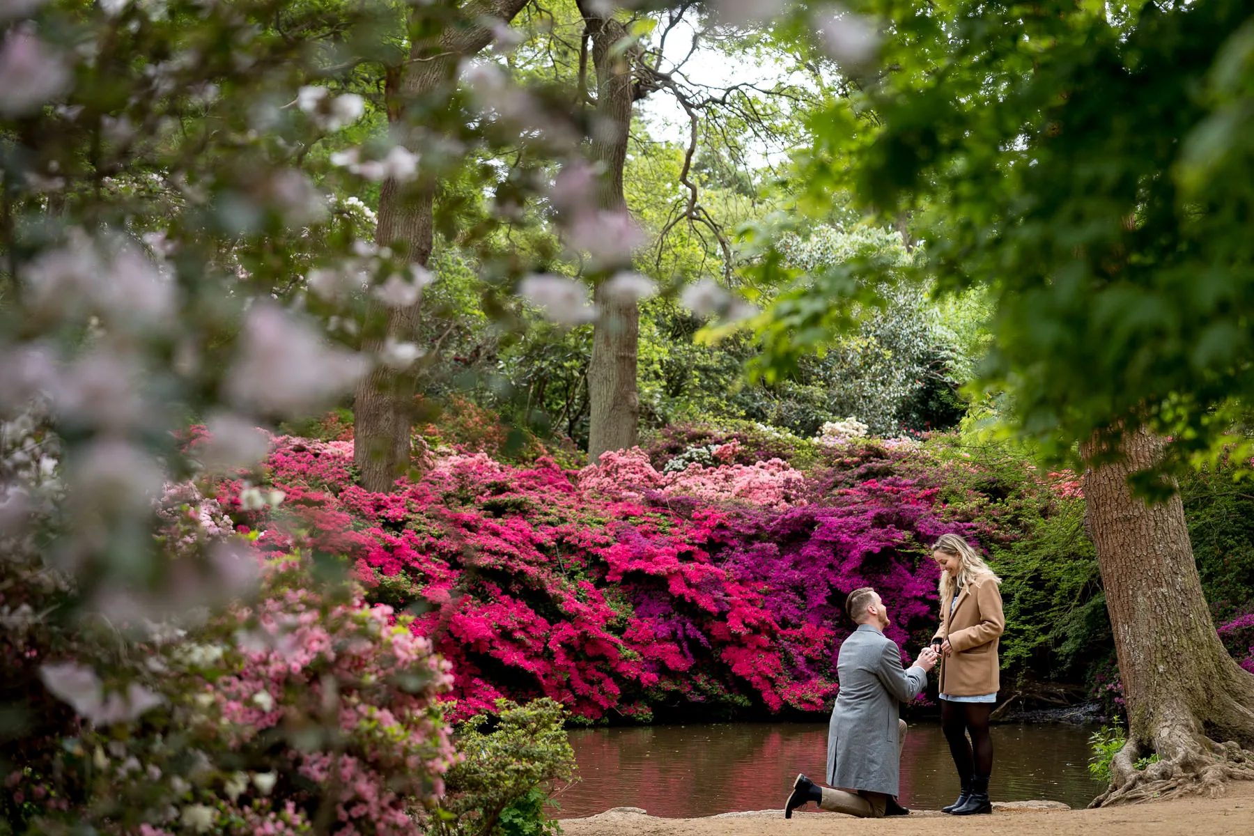 A couple getting engaged next to a pond in the Isabella Plantation