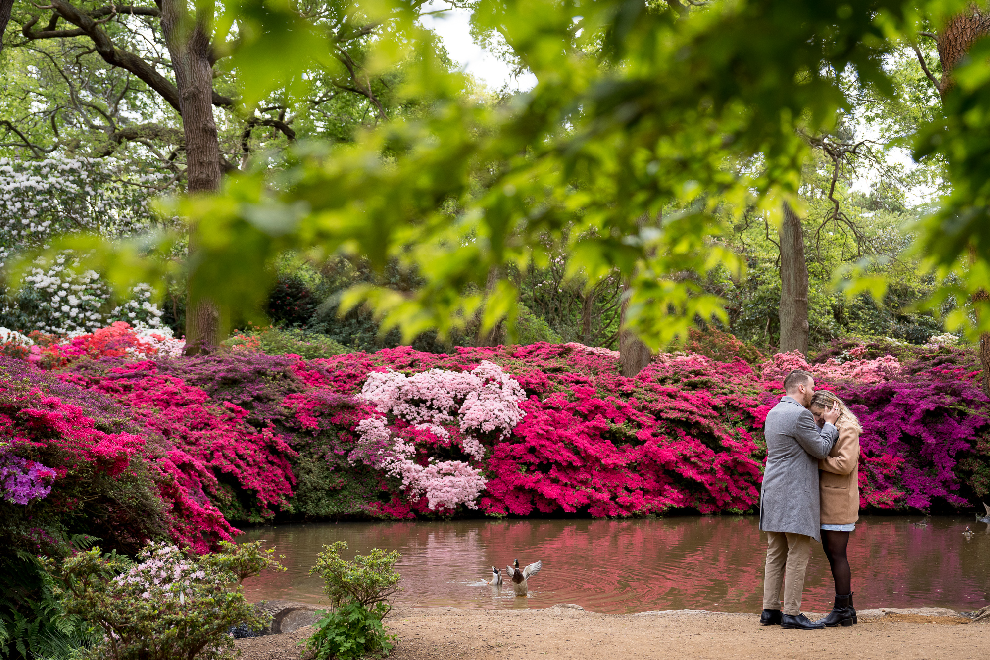 A couple embracing after getting engaged next to a pond with ducks in the Isabella Plantation in Richmond Park