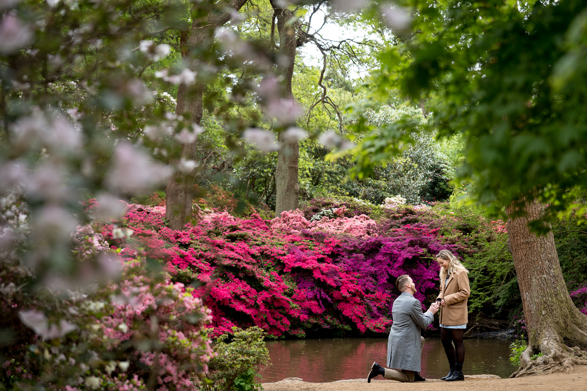 A proposal in front of a pond and beautiful pick flowers in the Isabella Plantation in Richmond Park