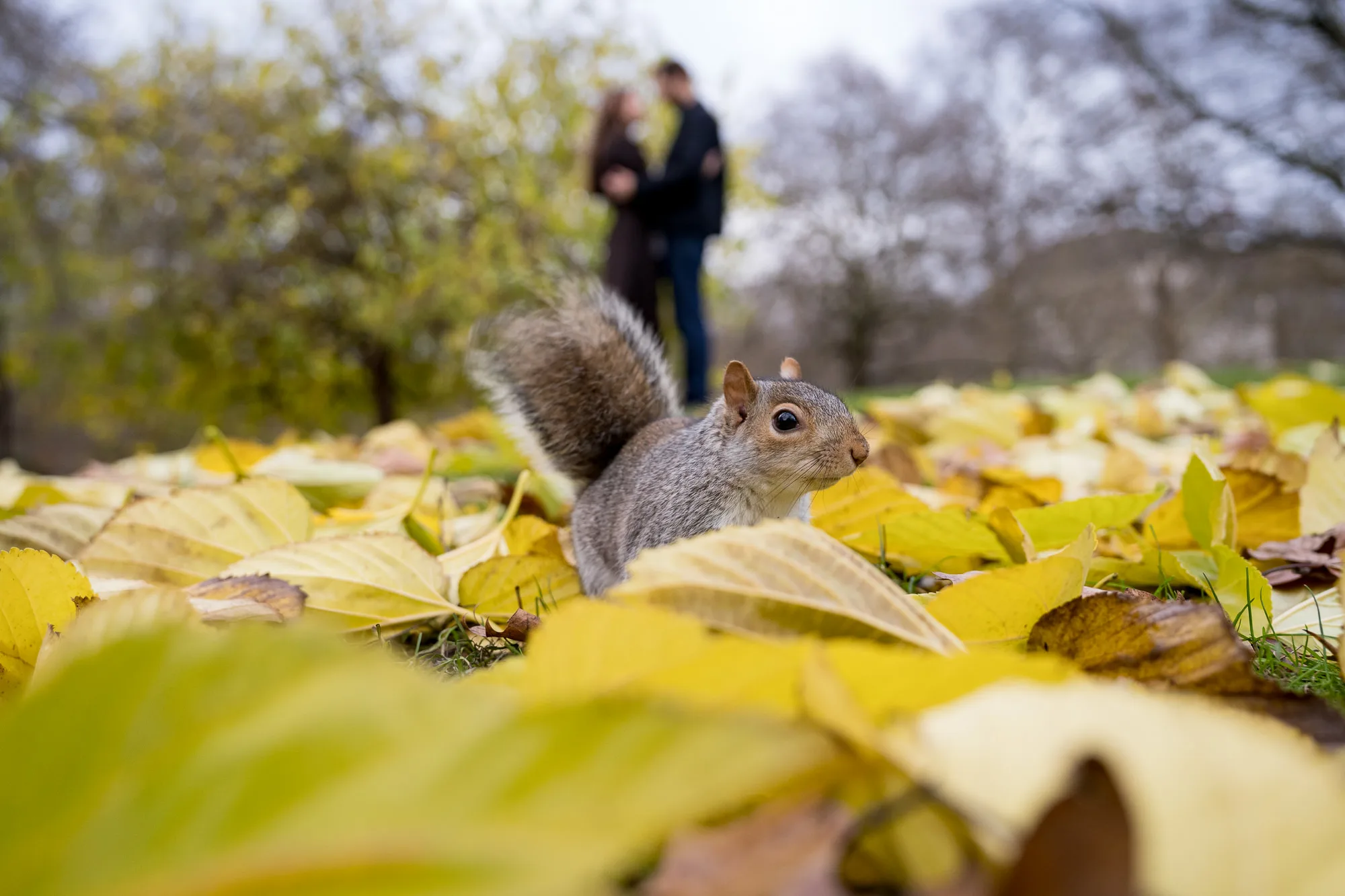 A squirrel in St James Park in front of a couple who just got engaged. The fallen leaves are yellow