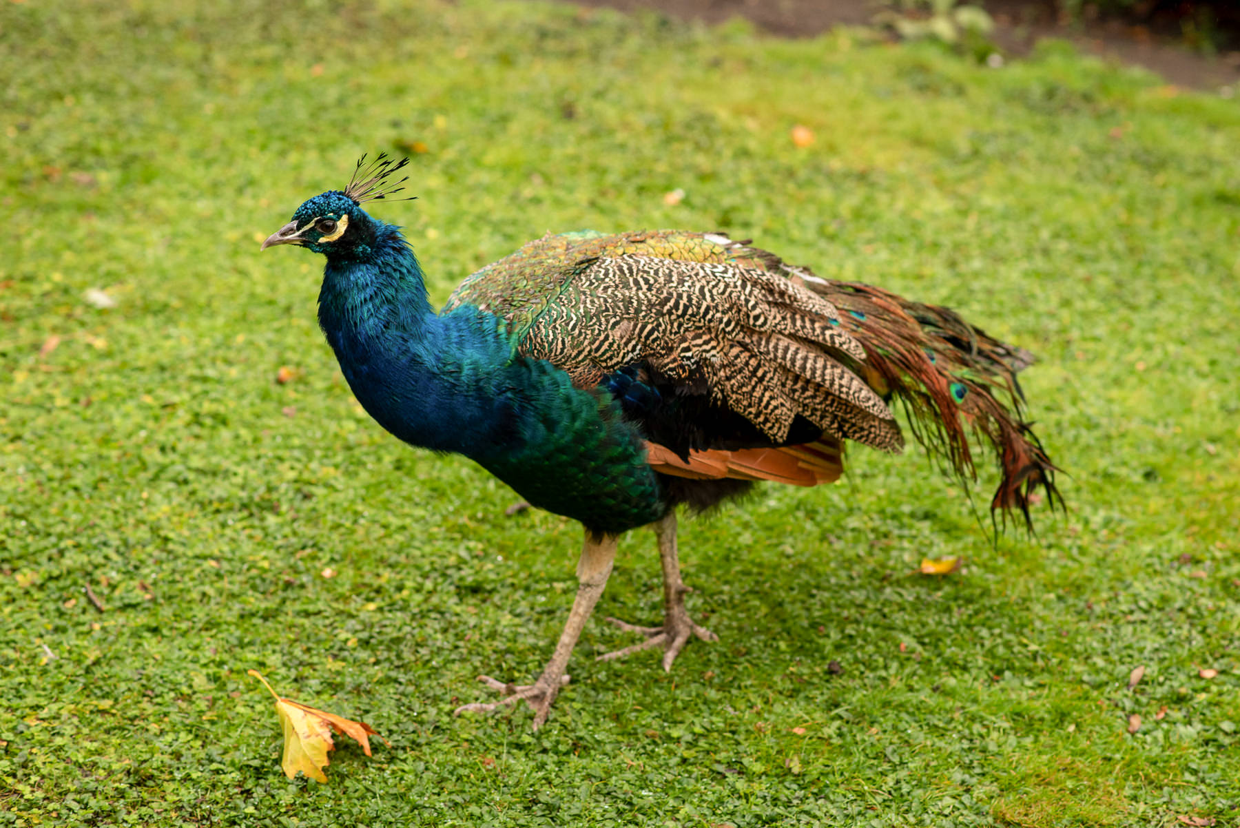 a peacock walking around Kyoto Garden in London