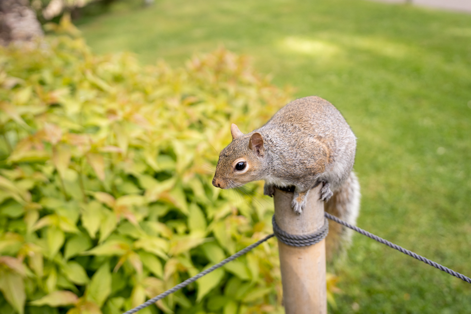 a squirrel on a post in Kyoto Garden, London